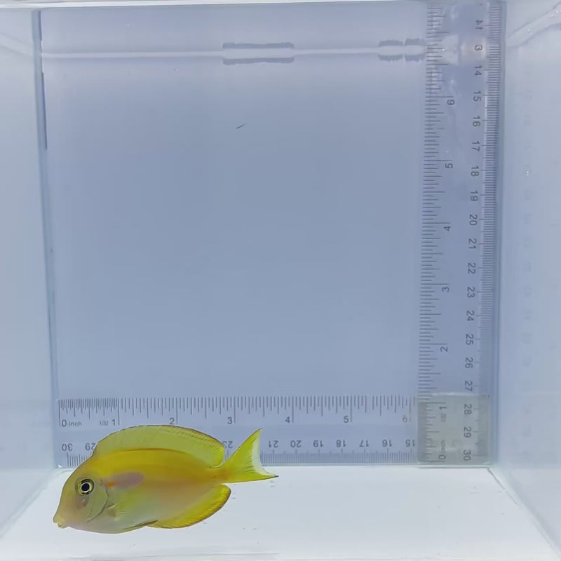 Orange Shoulder Tang