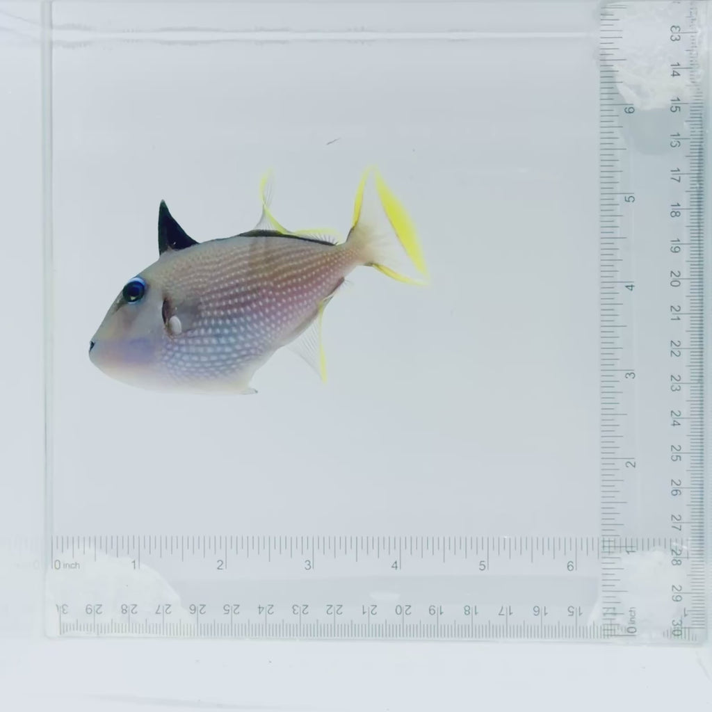 (Male) Blue Throat Triggerfish