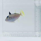 (Male) Blue Throat Triggerfish