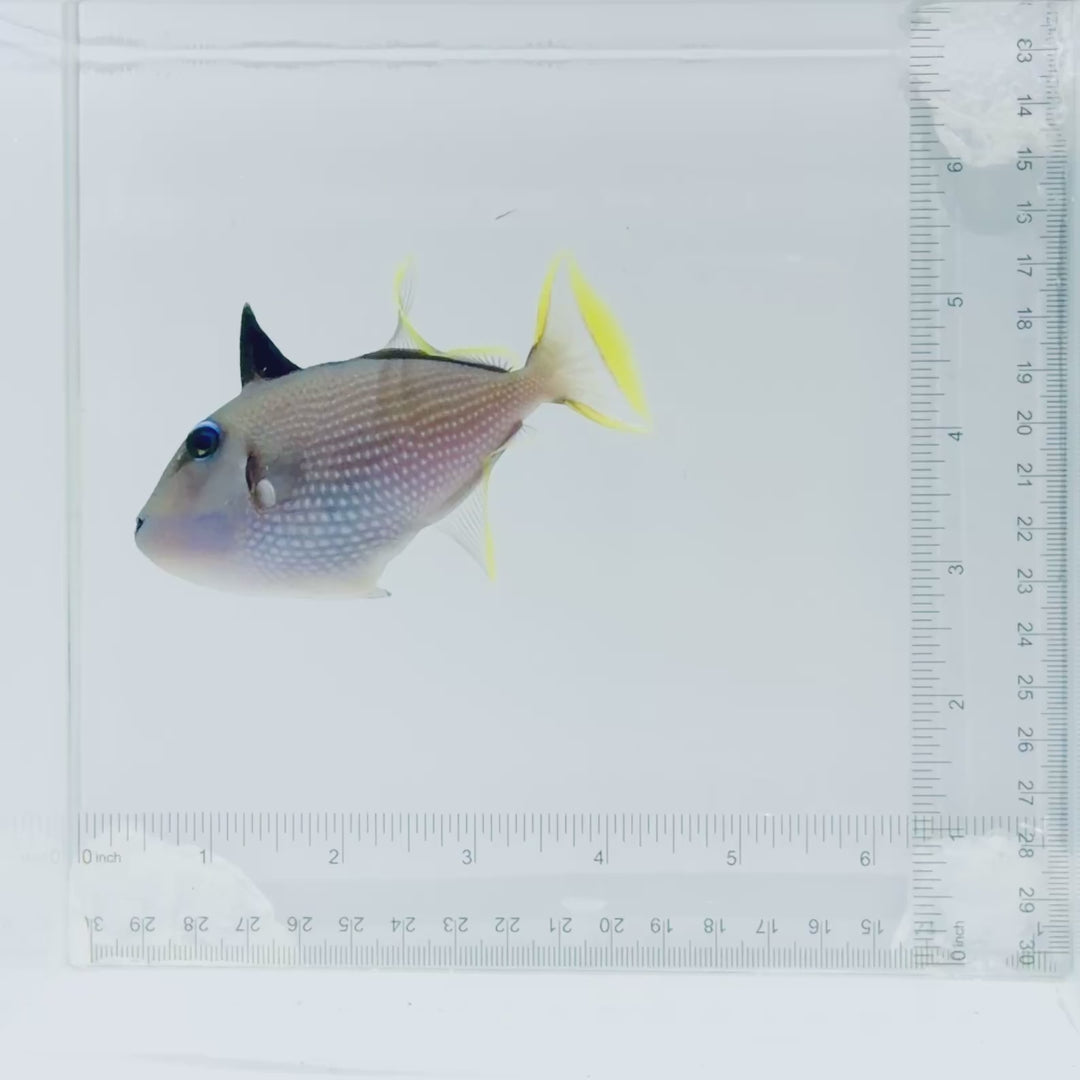 (Male) Blue Throat Triggerfish