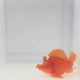 Orange Rhinopias Fish