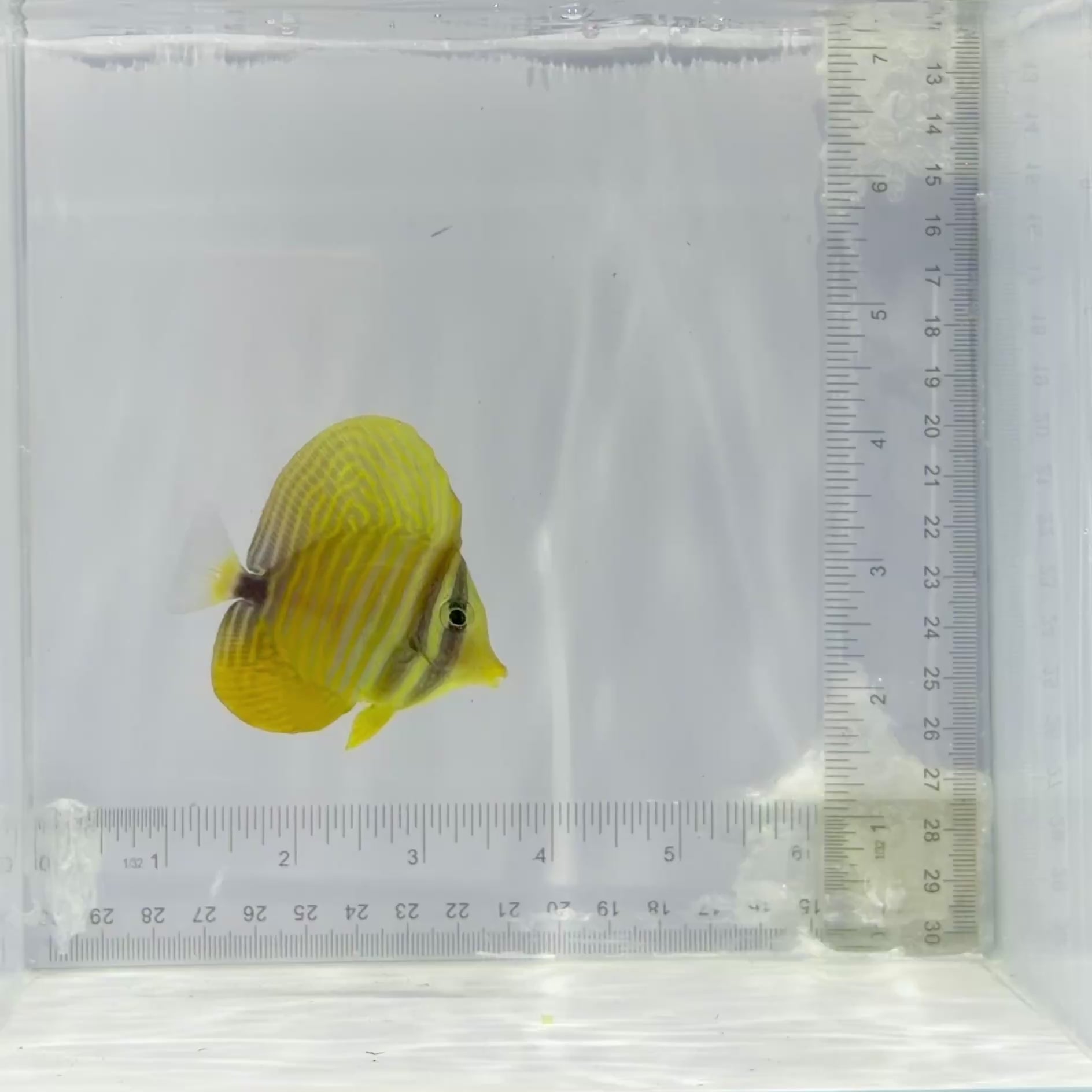 Red Sea Desjardini Sailfin Tang