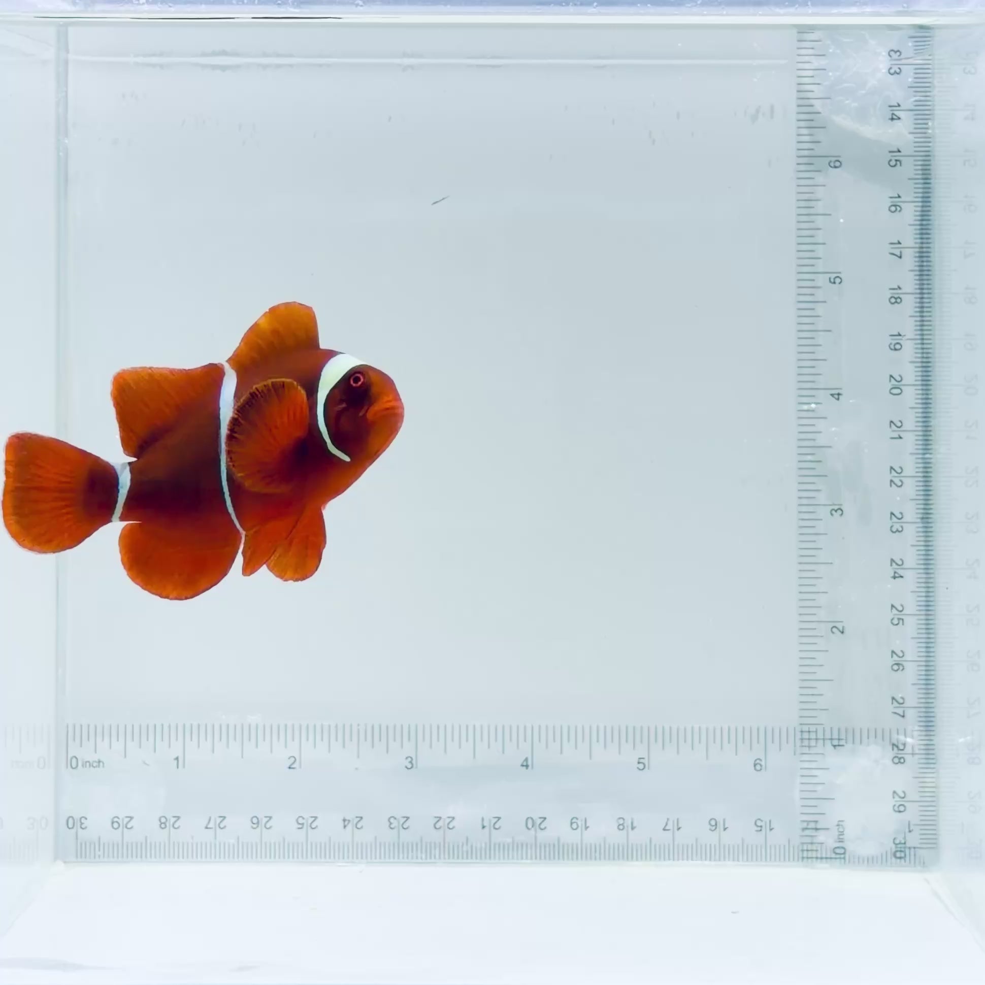 Fancy Maroon Clownfish * Gold Hue*