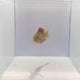 Damperia Dottyback Fish