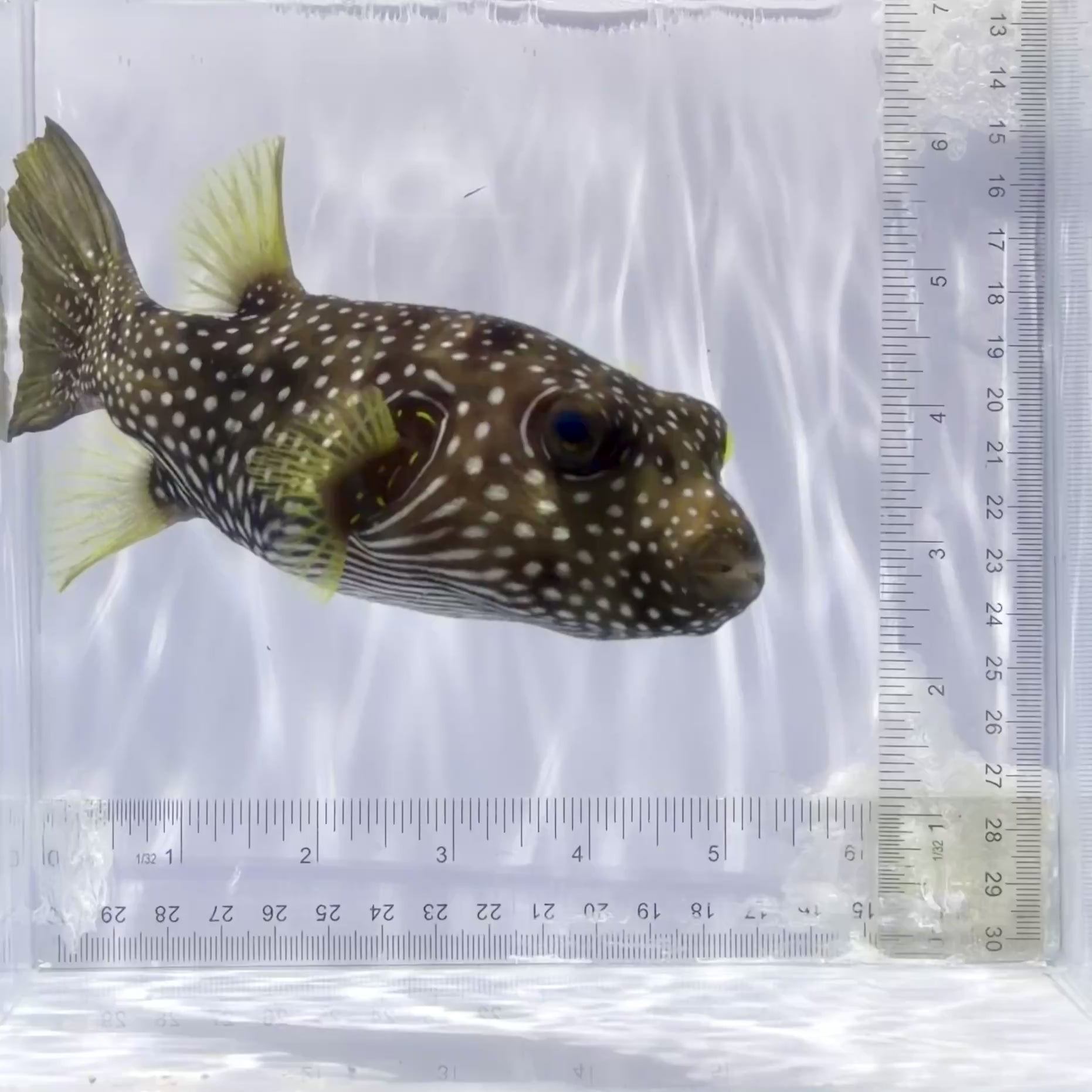 Stars & Stripes Pufferfish