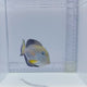 Sohal Tang Fish
