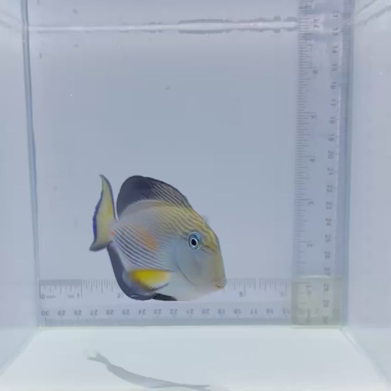 Sohal Tang Fish