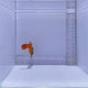 Flame Filefish