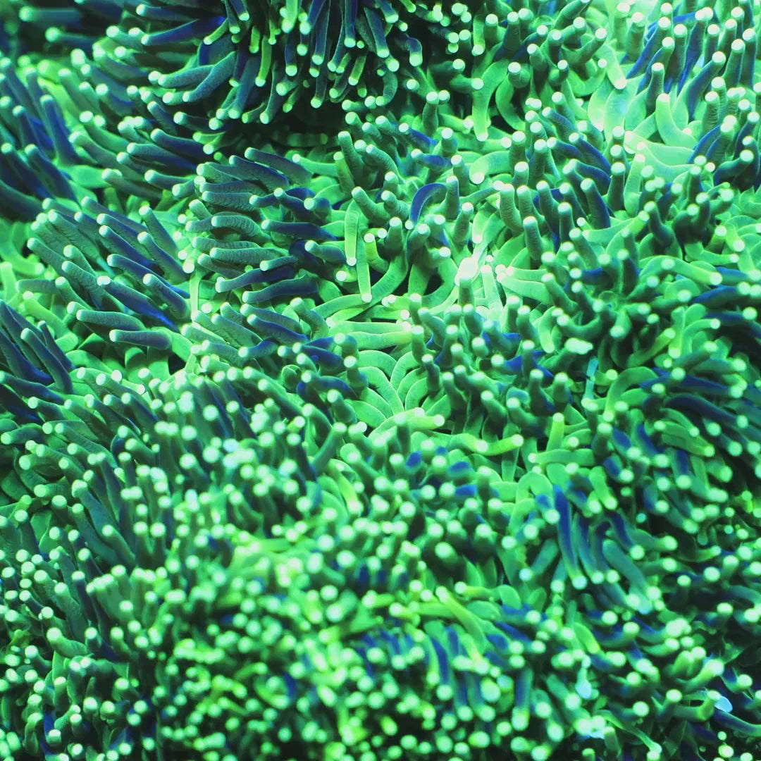 TSA Evergreen Galaxea Coral