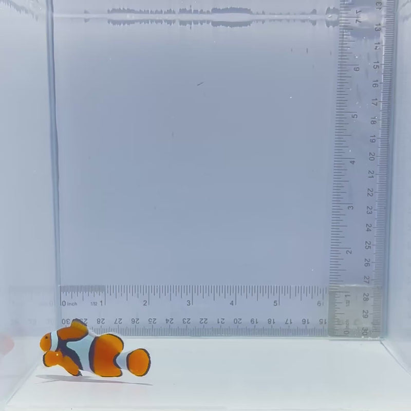 Solomon Island Wild Percula