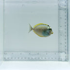 Blonde Naso Tang