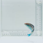 Christmas Wrasse