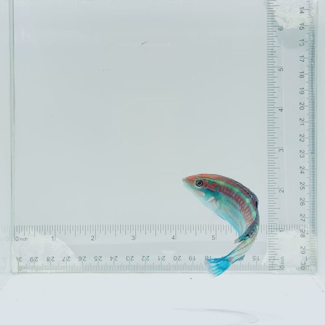 Christmas Wrasse
