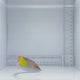 Marble Coris Wrasse Fish
