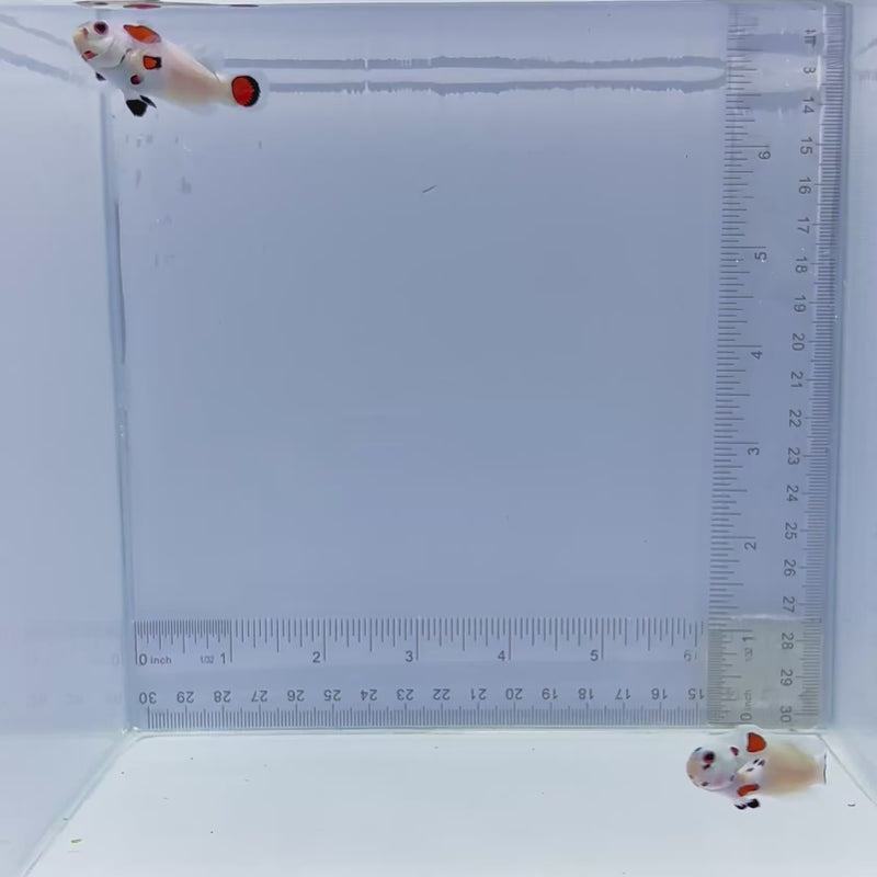 Super Storm Pair Clownfish