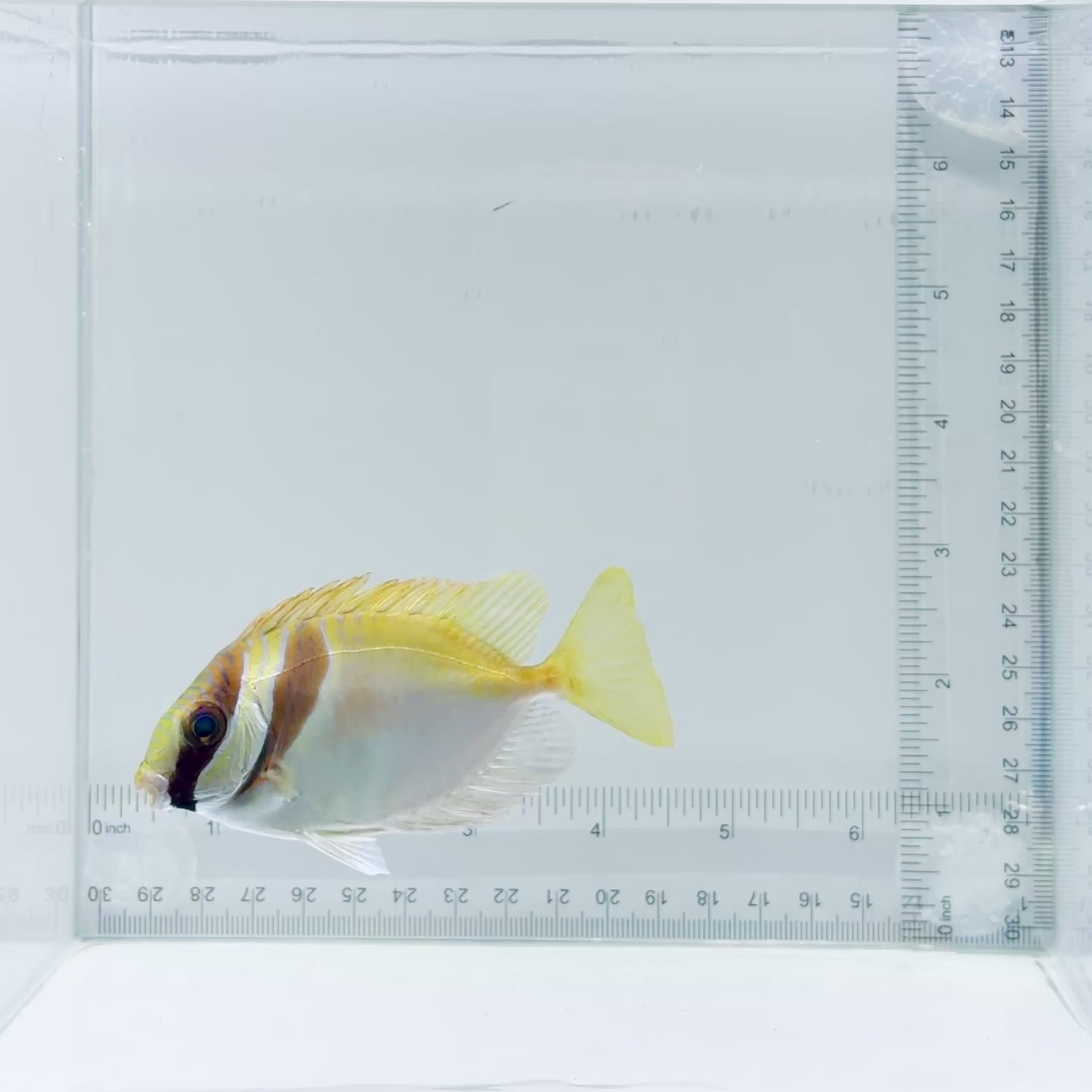 Scribbled Rabbitfish