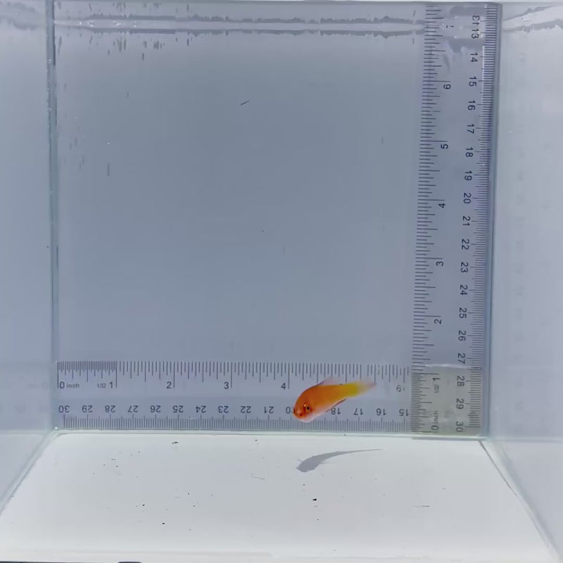 Magma Fairy Wrasse Fish