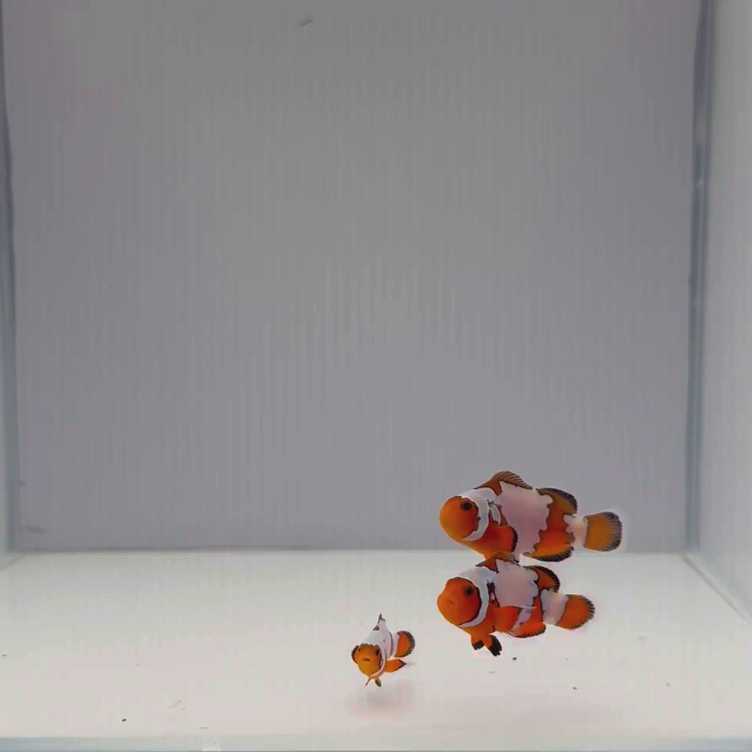 Premium Snowflake Clownfish - Amphiprion ocellaris