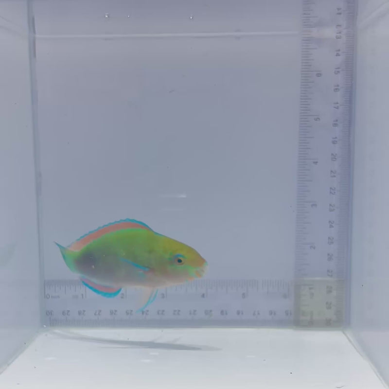 Surf Parrotfish (Scarus rivulatus)