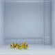 Oman Clarkii Clownfish