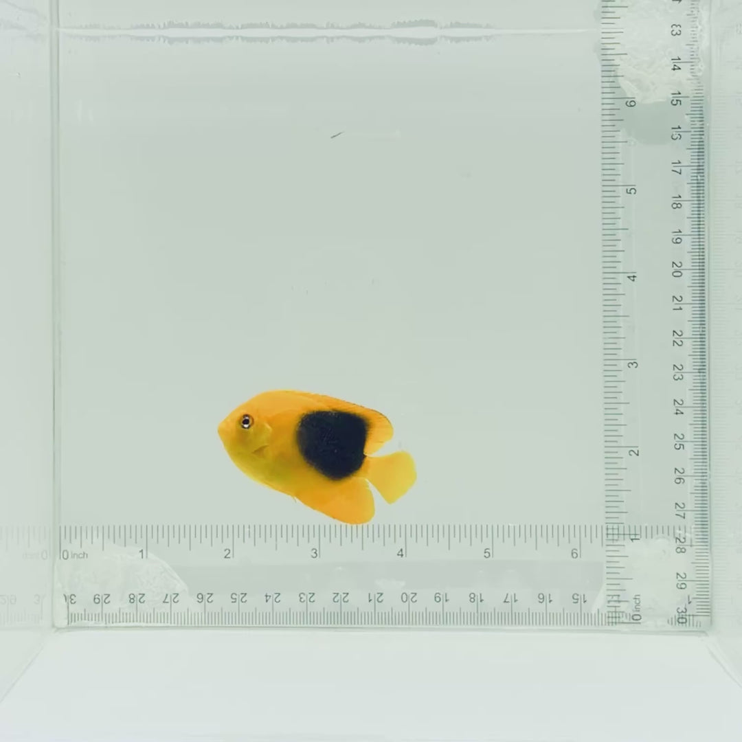Rock Beauty Angelfish