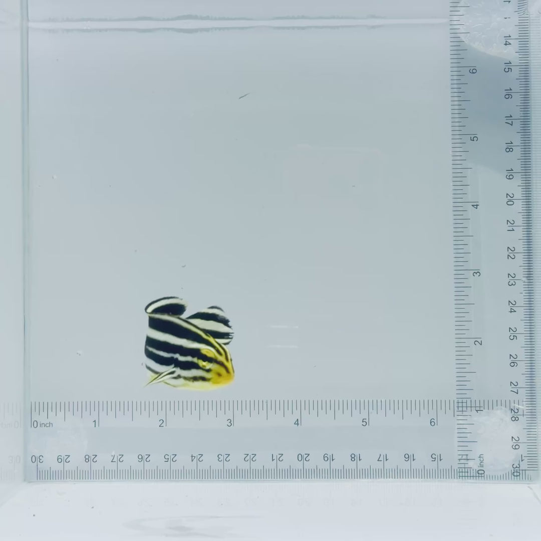 Striped Sweetlips