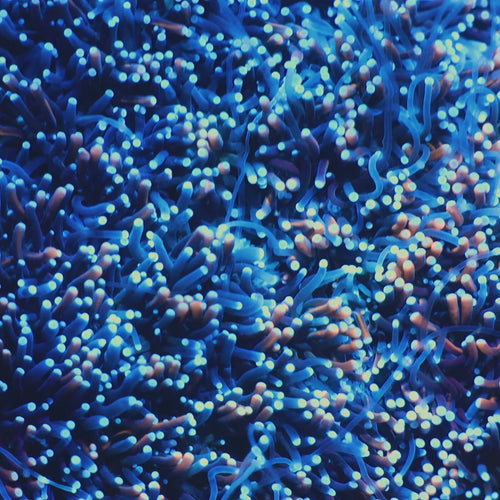 TSA Battlestar Galaxea Coral video
