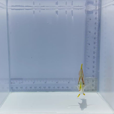 Marginalis Butterfly Fish