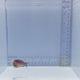 Christmas Wrasse