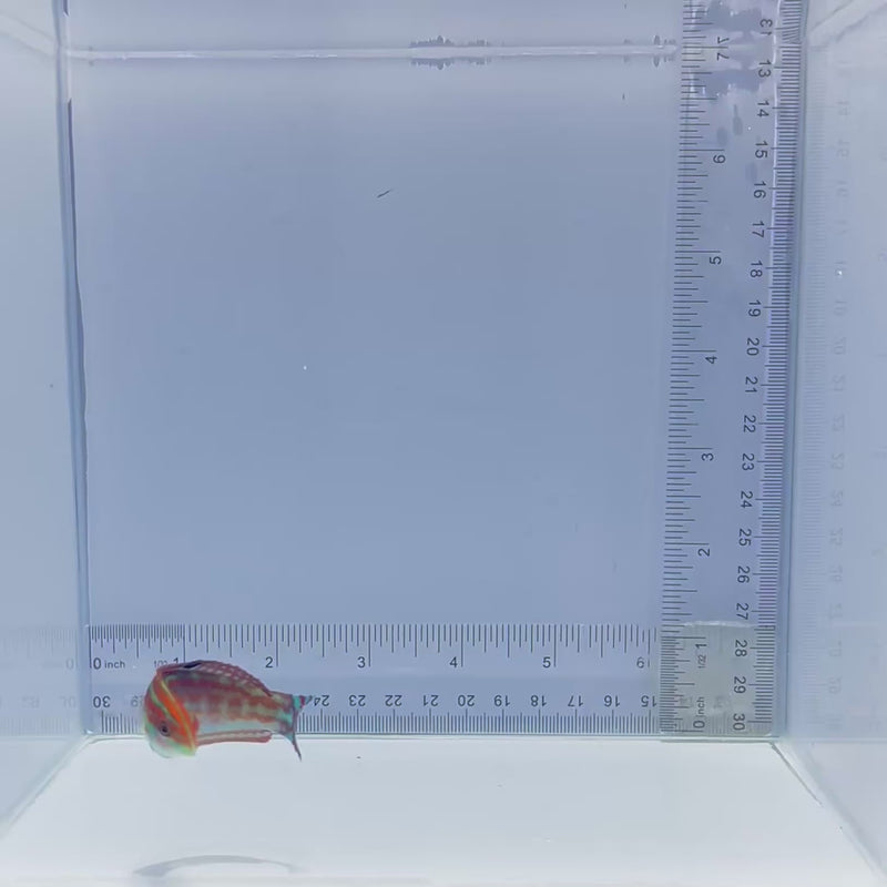 Christmas Wrasse
