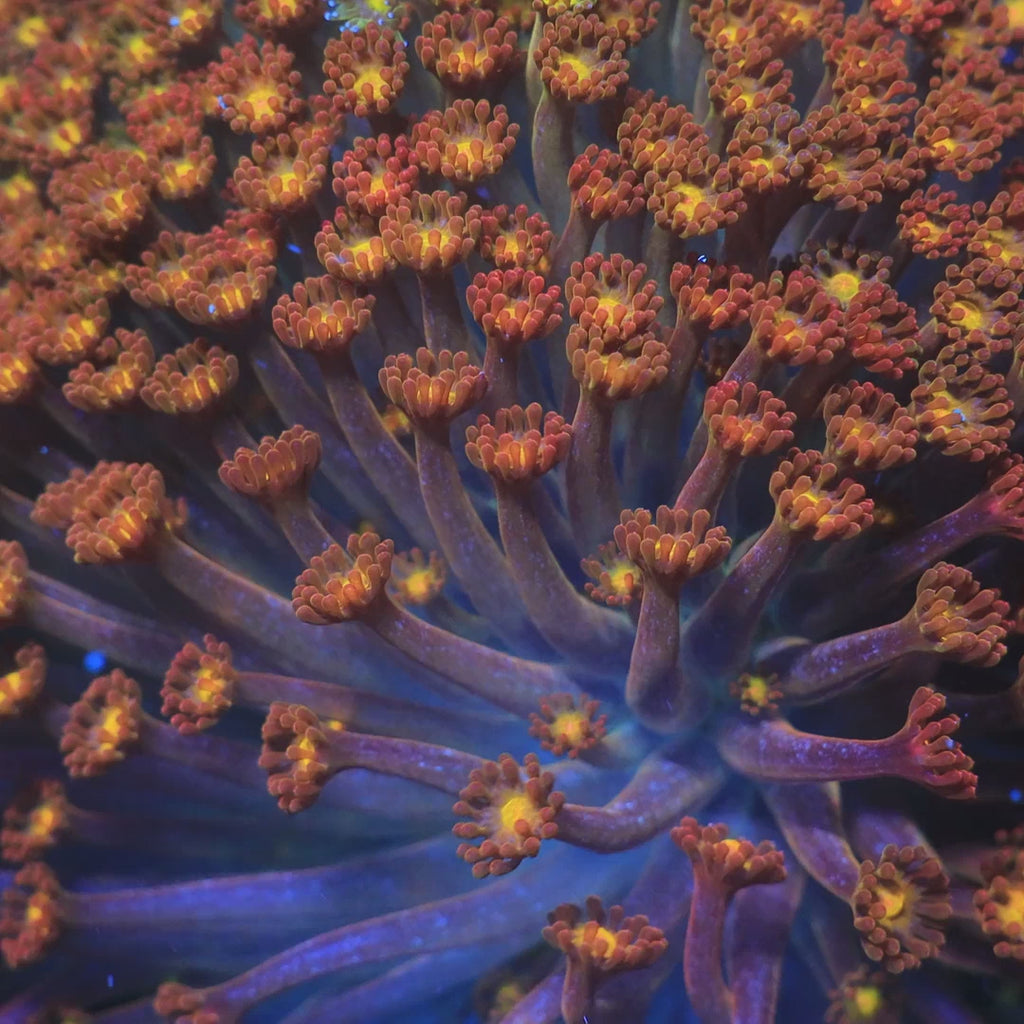 TSA Reese's Pieces Goniopora Coral