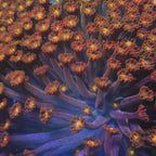 TSA Reese's Pieces Goniopora Coral