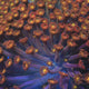 TSA Reese's Pieces Goniopora Coral