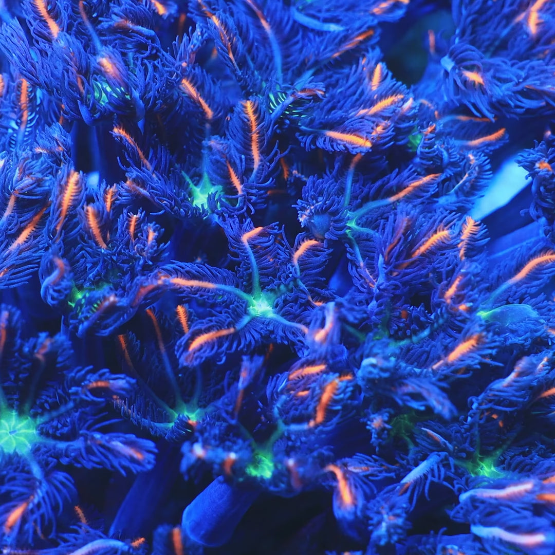 TSA Candied Pumpkin Clove Polyp Coral
