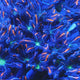 TSA Candied Pumpkin Clove Polyp Coral
