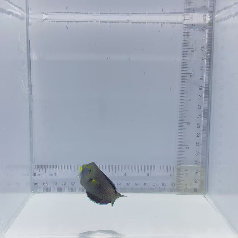 Dusky Margin Wrasse