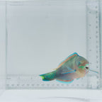 Quoy's Parrotfish