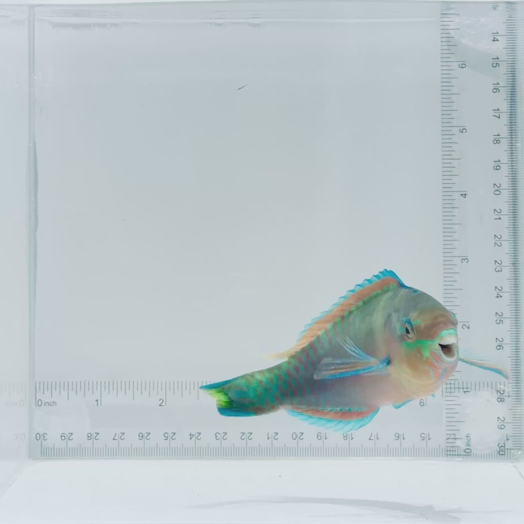 Quoy's Parrotfish