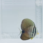 Desjardini Sailfin Tang