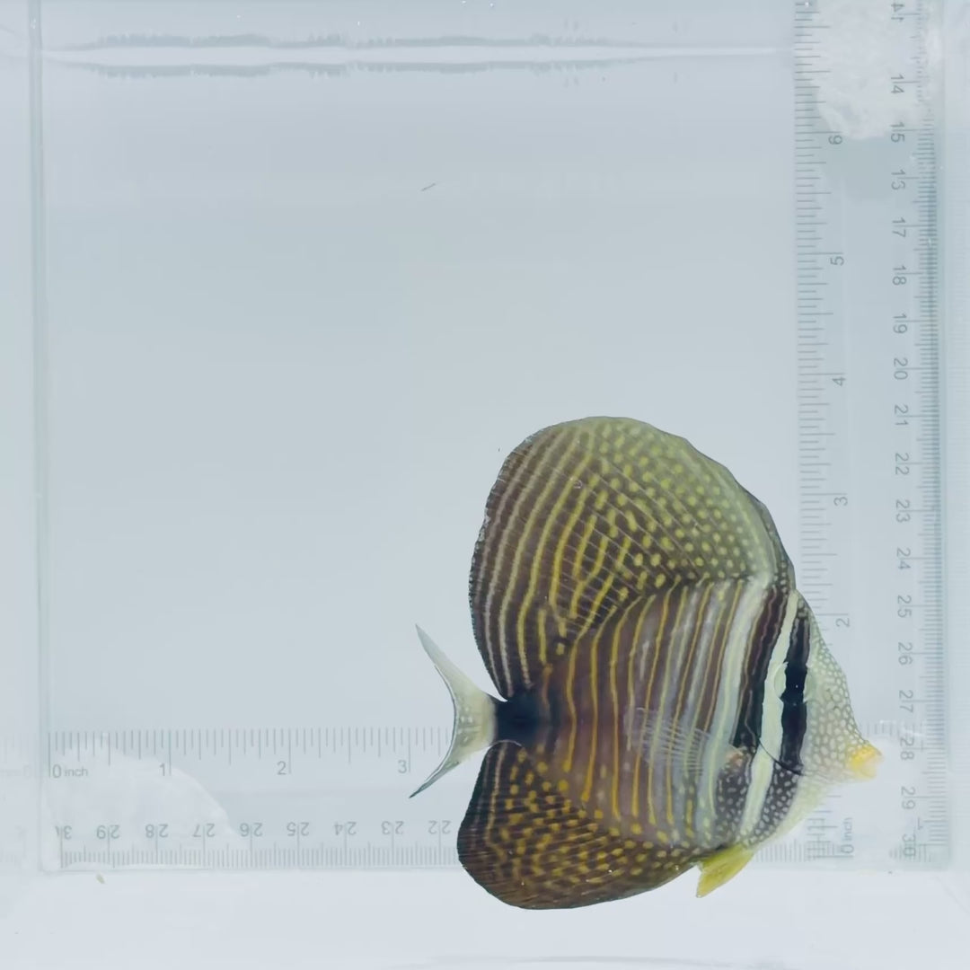 Desjardini Sailfin Tang