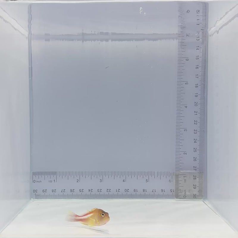 Arc Eye Hawk Fish