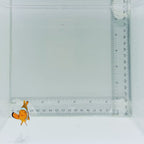 Solomon Islands Super Black True Percula Clownfish