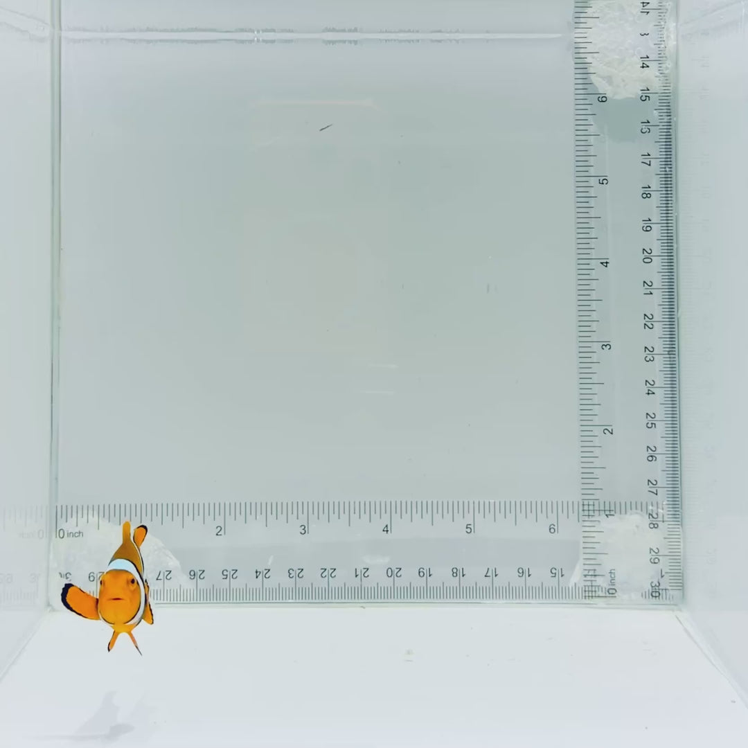 Solomon Islands Super Black True Percula Clownfish