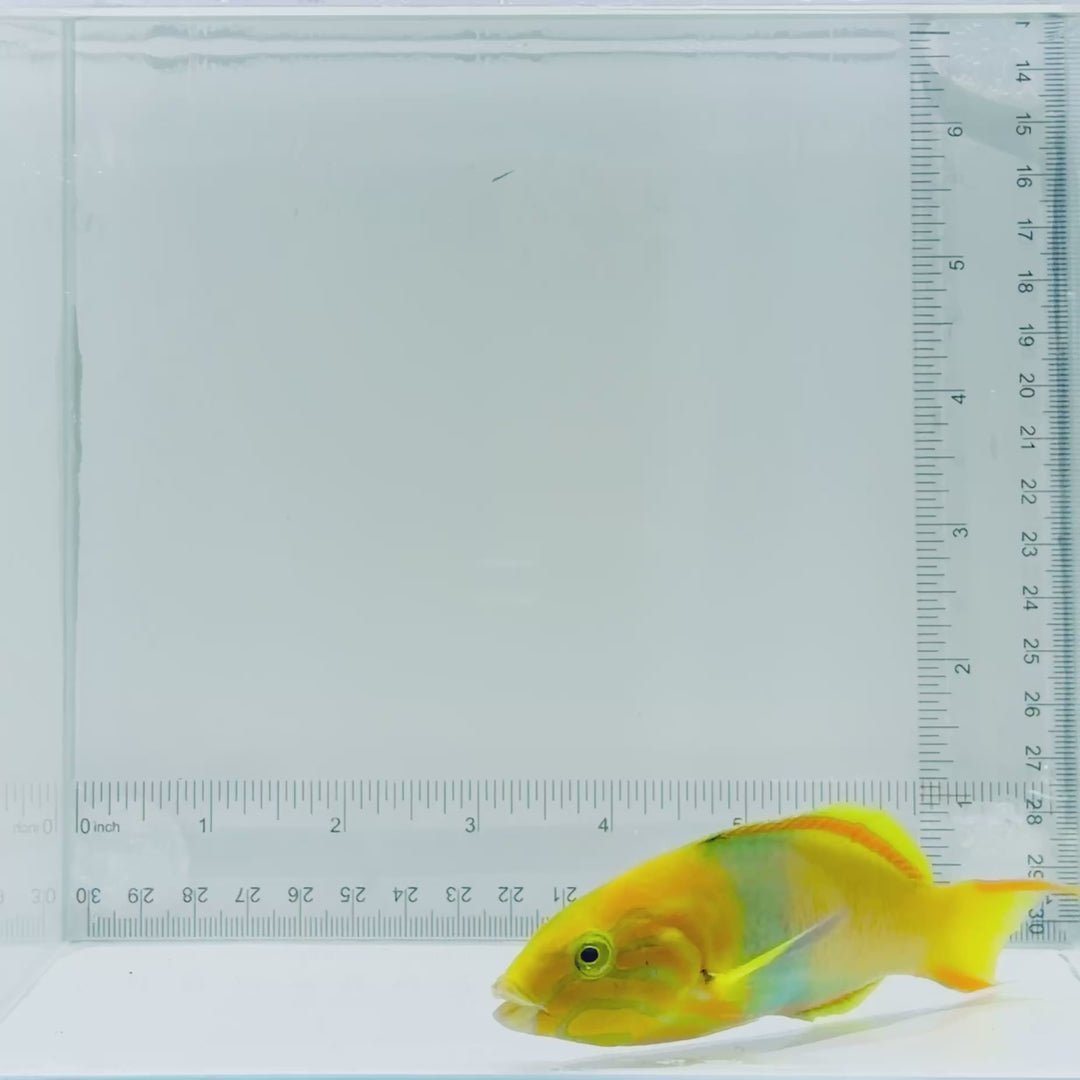 Banana Wrasse