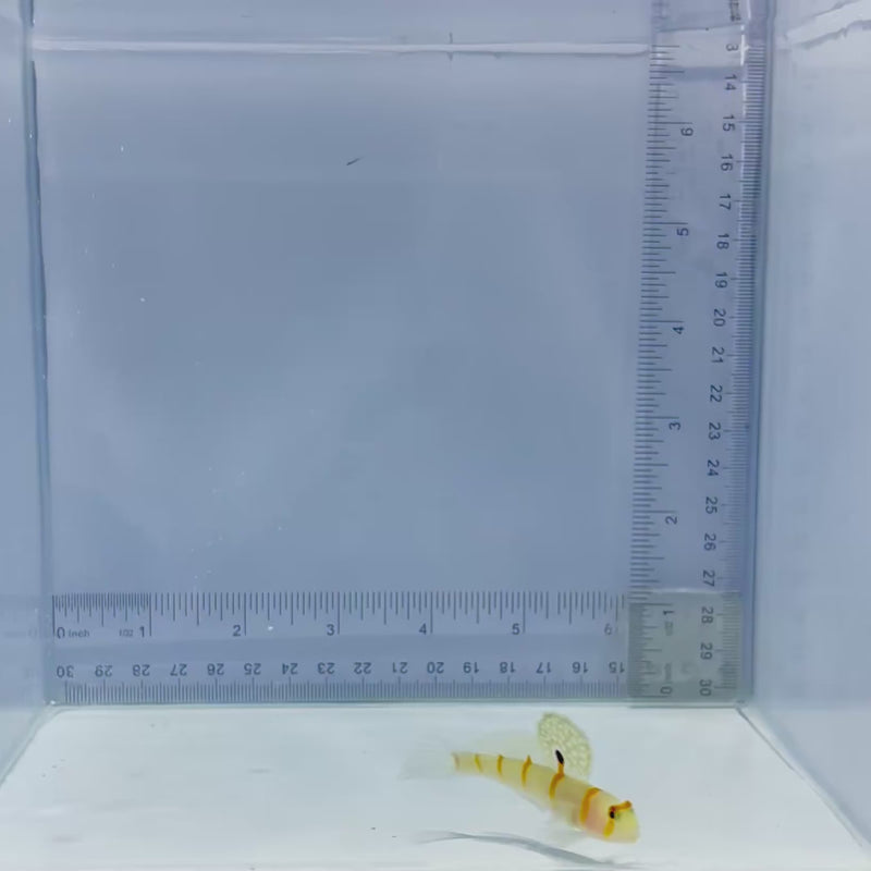 Randall's Goby Fish
