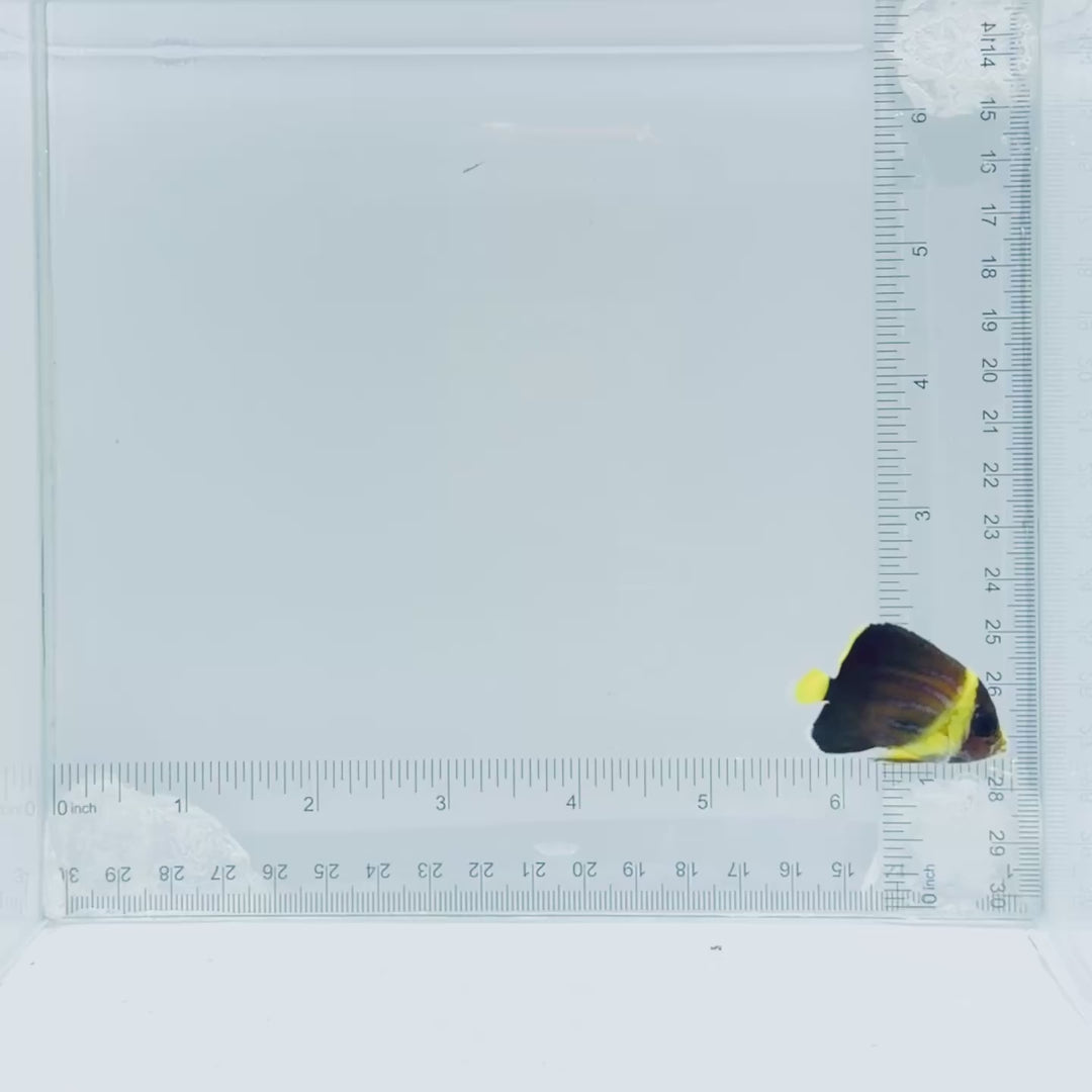 Blueline Angelfish