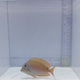 Lavender Tang (Acanthurus nigrofuscus)