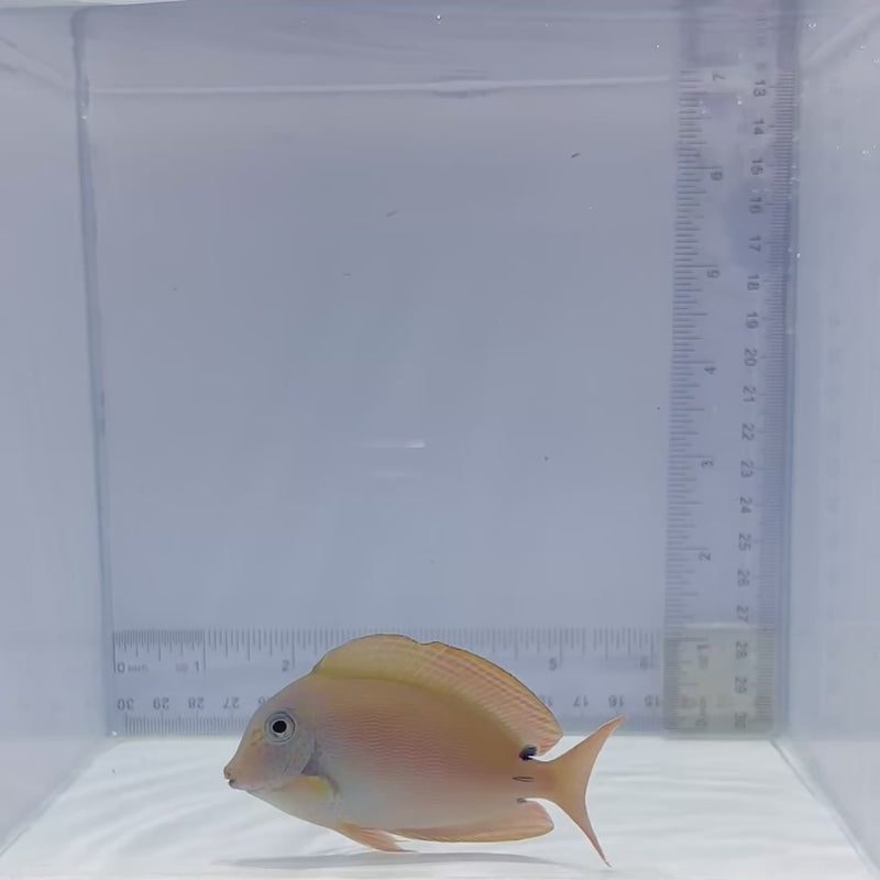 Lavender Tang (Acanthurus nigrofuscus)