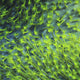 Highlighter Toadstool Leather Coral