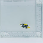 Clown Triggerfish